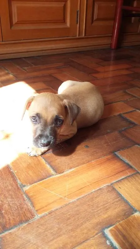 Cachorro ra a VIRA LATA idade 2 a 6 meses nome CARAMELO