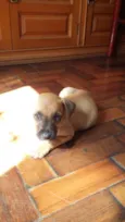 CARAMELO