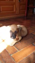 CARAMELO