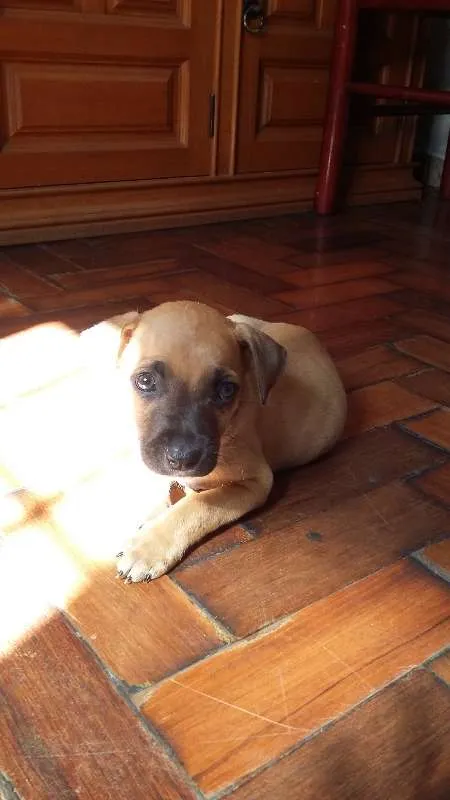 Cachorro ra a VIRA LATA idade 2 a 6 meses nome CARAMELO