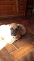 CARAMELO