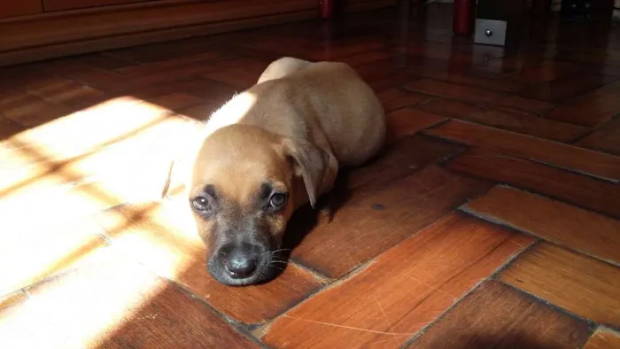 Cachorro ra a VIRA LATA idade 2 a 6 meses nome CARAMELO