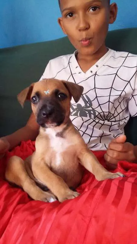 Cachorro ra a VIRA LATA idade 2 a 6 meses nome CARAMELO