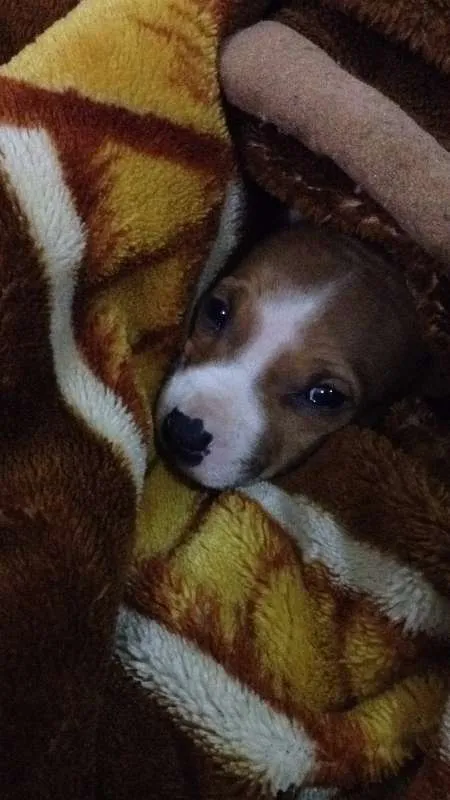 Cachorro ra a PITBUL idade 2 a 6 meses nome THOR