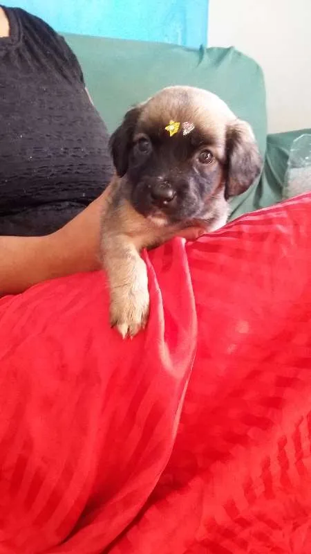 Cachorro ra a VIRA LATA idade 2 a 6 meses nome URSINHA
