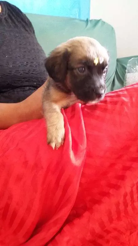 Cachorro ra a VIRA LATA idade 2 a 6 meses nome URSINHA