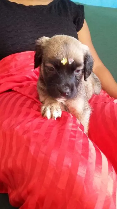 Cachorro ra a VIRA LATA idade 2 a 6 meses nome URSINHA