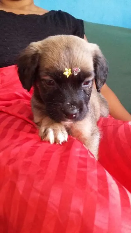 Cachorro ra a VIRA LATA idade 2 a 6 meses nome URSINHA