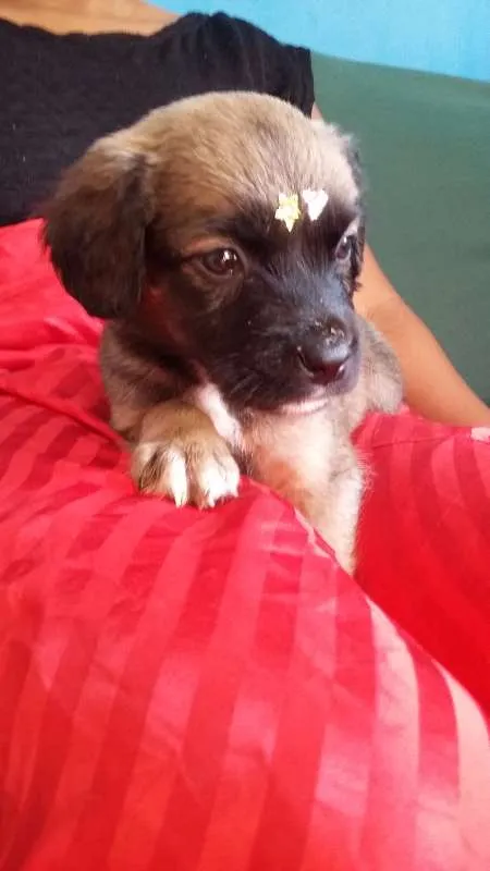 Cachorro ra a VIRA LATA idade 2 a 6 meses nome URSINHA