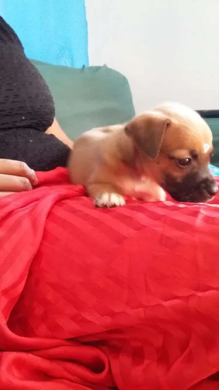 Cachorro ra a VIRA LATA idade 2 a 6 meses nome ENGRAÇADINHA