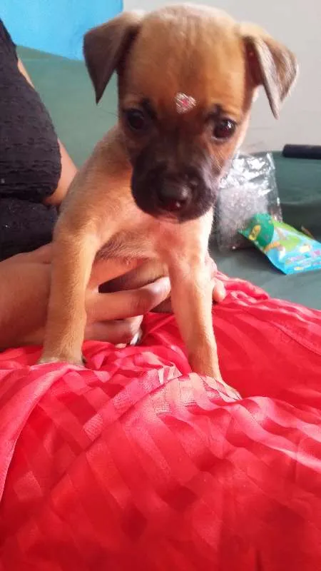 Cachorro ra a VIRA LATA idade 2 a 6 meses nome ENGRAÇADINHA