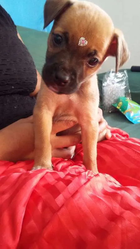 Cachorro ra a VIRA LATA idade 2 a 6 meses nome ENGRAÇADINHA