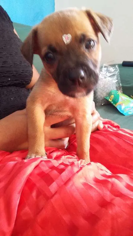 Cachorro ra a VIRA LATA idade 2 a 6 meses nome ENGRAÇADINHA