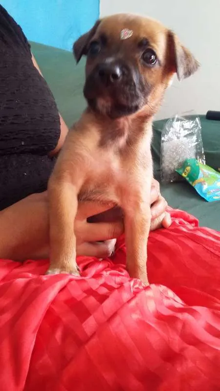 Cachorro ra a VIRA LATA idade 2 a 6 meses nome ENGRAÇADINHA
