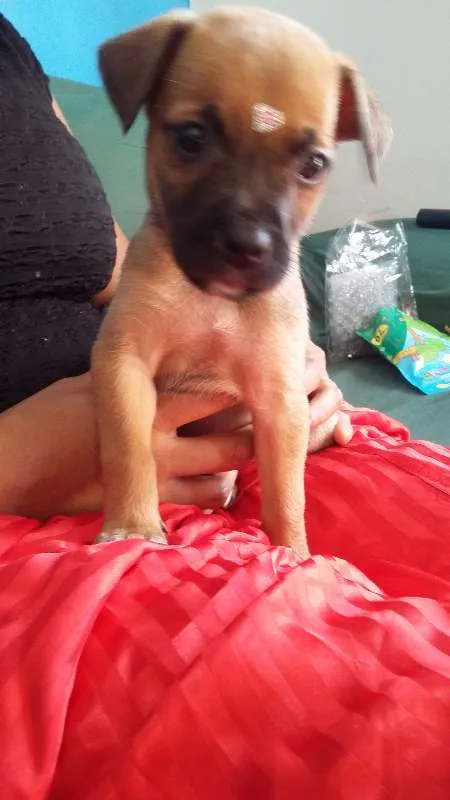 Cachorro ra a VIRA LATA idade 2 a 6 meses nome ENGRAÇADINHA