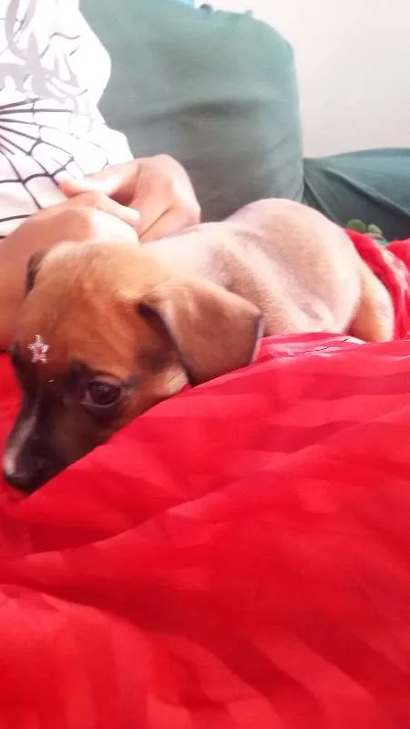 Cachorro ra a VIRA LATA idade 2 a 6 meses nome FOFURINHA