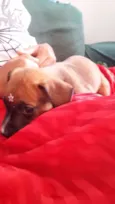 FOFURINHA
