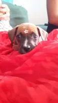 FOFURINHA