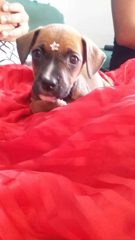 Cachorro ra a VIRA LATA idade 2 a 6 meses nome FOFURINHA