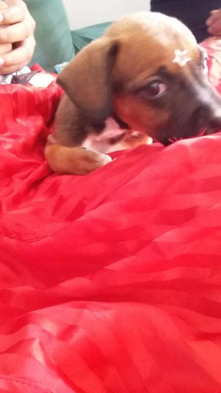 Cachorro ra a VIRA LATA idade 2 a 6 meses nome FOFURINHA