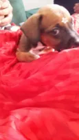 FOFURINHA