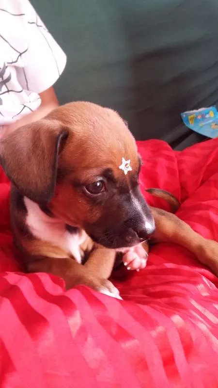 Cachorro ra a VIRA LATA idade 2 a 6 meses nome FOFURINHA