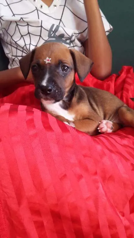Cachorro ra a VIRA LATA idade 2 a 6 meses nome FOFURINHA