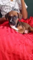 FOFURINHA