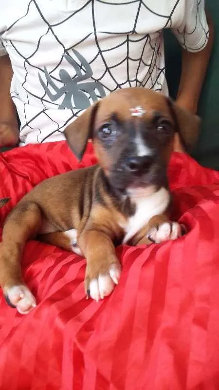Cachorro ra a VIRA LATA idade 2 a 6 meses nome FOFURINHA