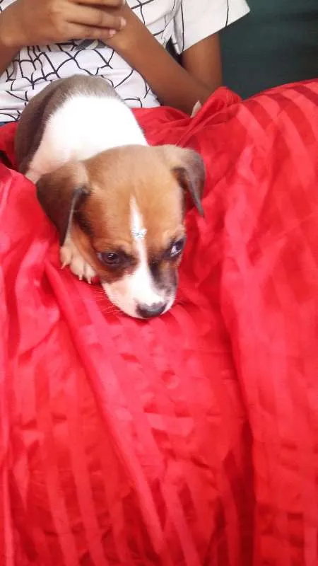 Cachorro ra a VIRA LATA idade 2 a 6 meses nome BOTAFOGUINHO