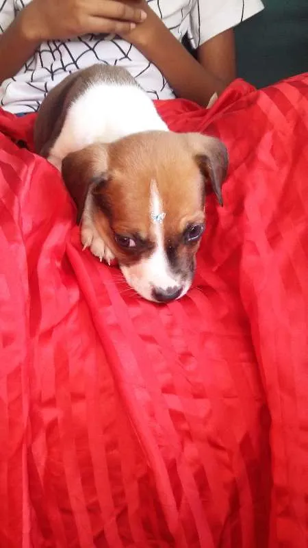 Cachorro ra a VIRA LATA idade 2 a 6 meses nome BOTAFOGUINHO