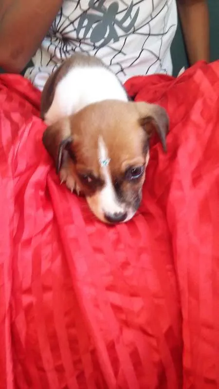 Cachorro ra a VIRA LATA idade 2 a 6 meses nome BOTAFOGUINHO