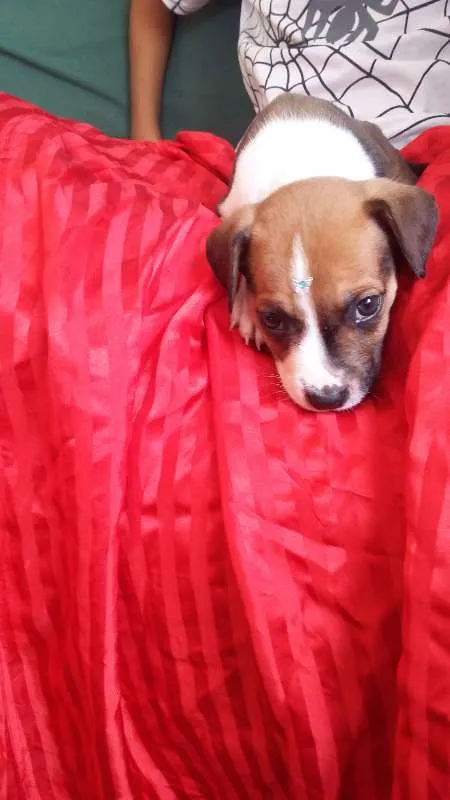 Cachorro ra a VIRA LATA idade 2 a 6 meses nome BOTAFOGUINHO