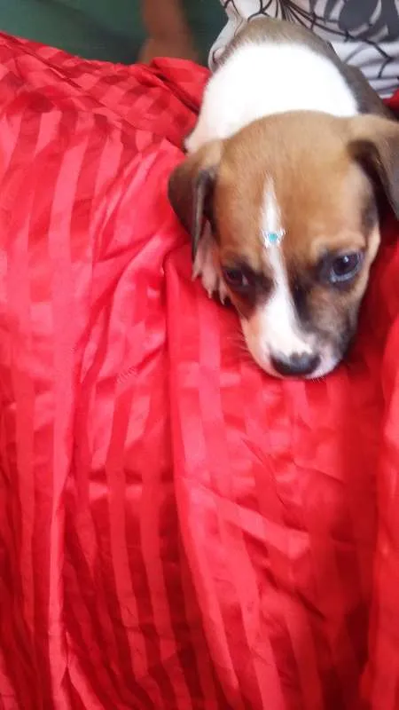 Cachorro ra a VIRA LATA idade 2 a 6 meses nome BOTAFOGUINHO