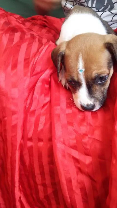 Cachorro ra a VIRA LATA idade 2 a 6 meses nome BOTAFOGUINHO