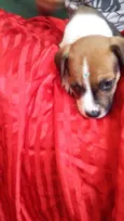 BOTAFOGUINHO