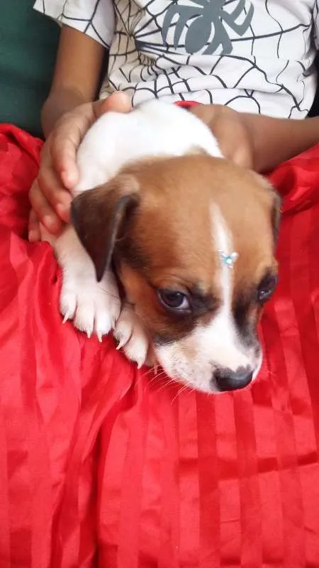 Cachorro ra a VIRA LATA idade 2 a 6 meses nome BOTAFOGUINHO