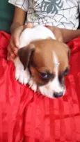 BOTAFOGUINHO