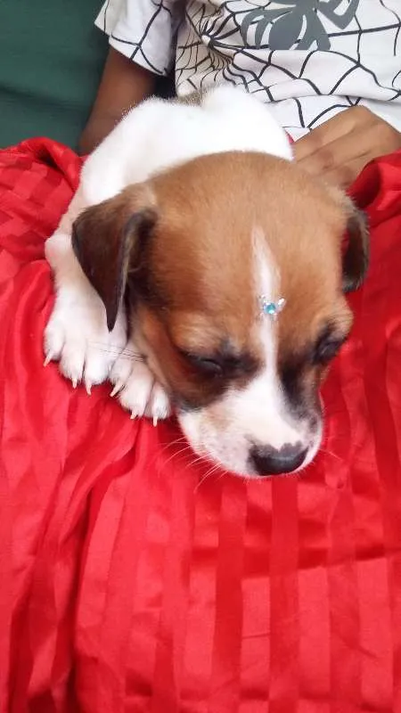 Cachorro ra a VIRA LATA idade 2 a 6 meses nome BOTAFOGUINHO