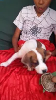 Cachorro raça VIRA LATA idade Abaixo de 2 meses nome FILHOTE 6