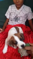 Cachorro raça VIRA LATA idade Abaixo de 2 meses nome FILHOTE 6