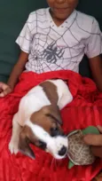 Cachorro raça VIRA LATA idade Abaixo de 2 meses nome FILHOTE 6