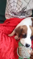 Cachorro raça VIRA LATA idade Abaixo de 2 meses nome FILHOTE 6