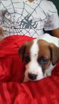 Cachorro raça VIRA LATA idade Abaixo de 2 meses nome FILHOTE 6