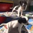 Olivia e Nina