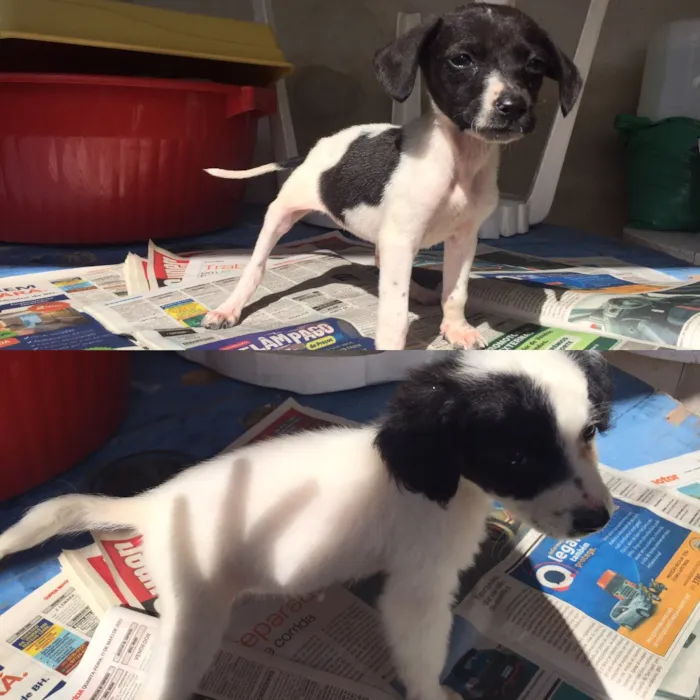 Cachorro raça  idade Abaixo de 2 meses nome Olivia e Nina