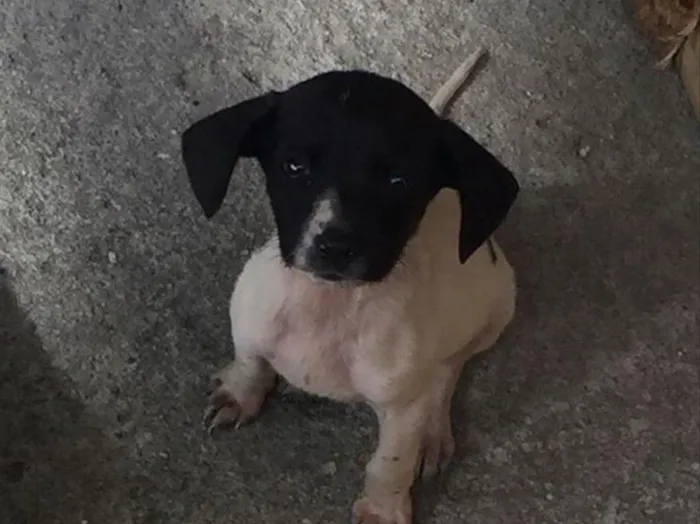 Cachorro raça  idade Abaixo de 2 meses nome Olivia e Nina