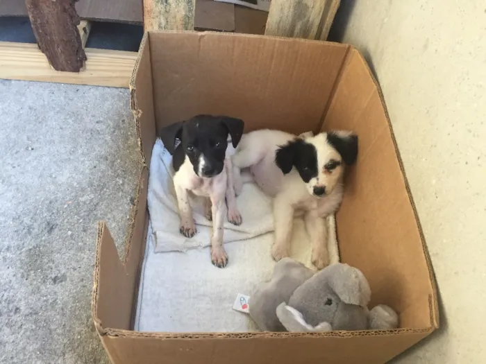 Cachorro raça  idade Abaixo de 2 meses nome Olivia e Nina