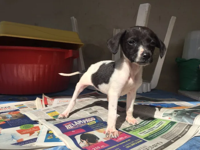 Cachorro raça  idade Abaixo de 2 meses nome Olivia e Nina