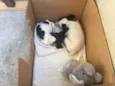Olivia e Nina